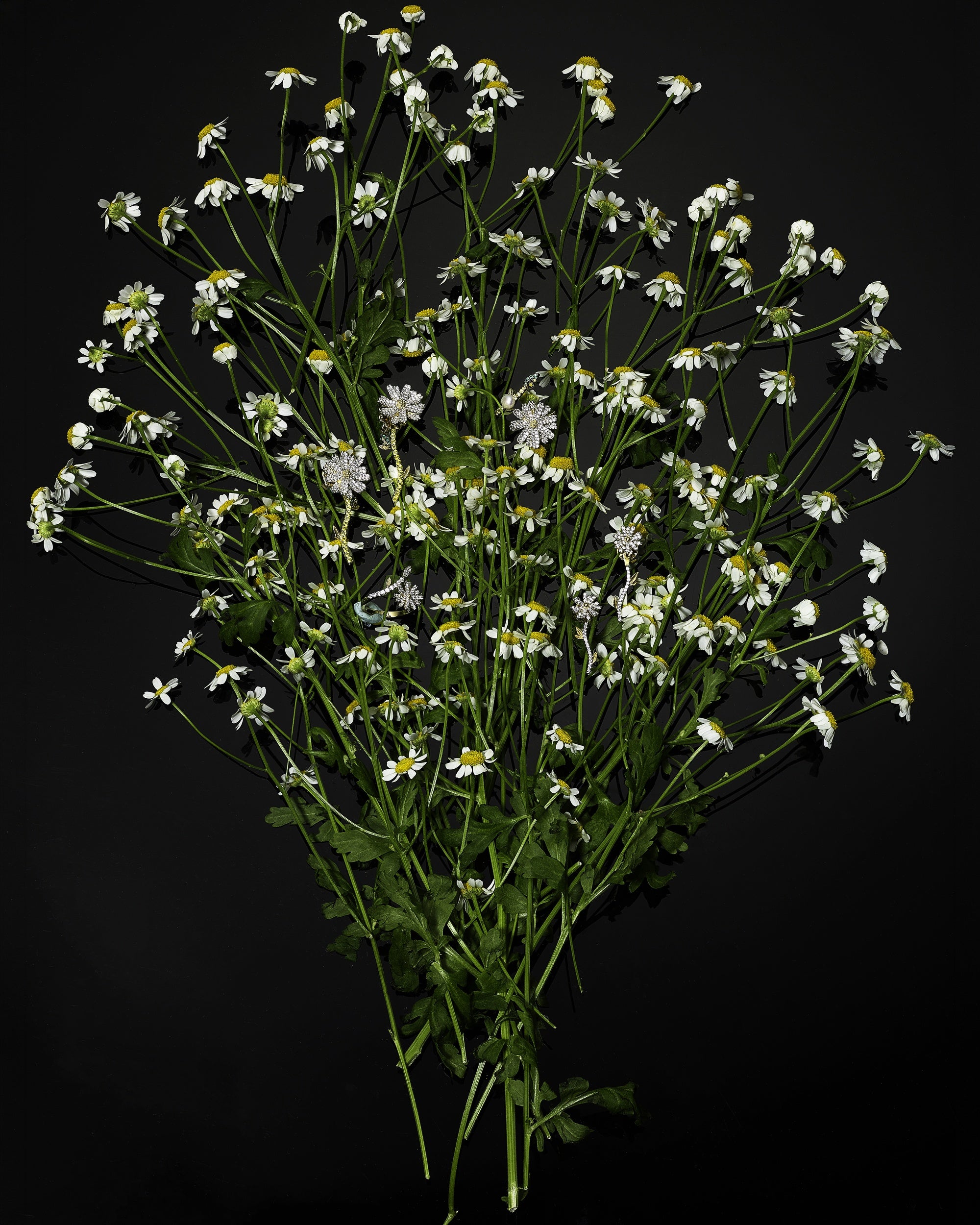 White & Canary Diamond Daisy Earrings